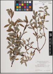Foto von Salix daphnoides Vill.